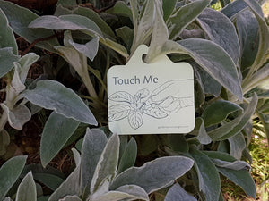 6 Plant Tags for Sensory Gardens