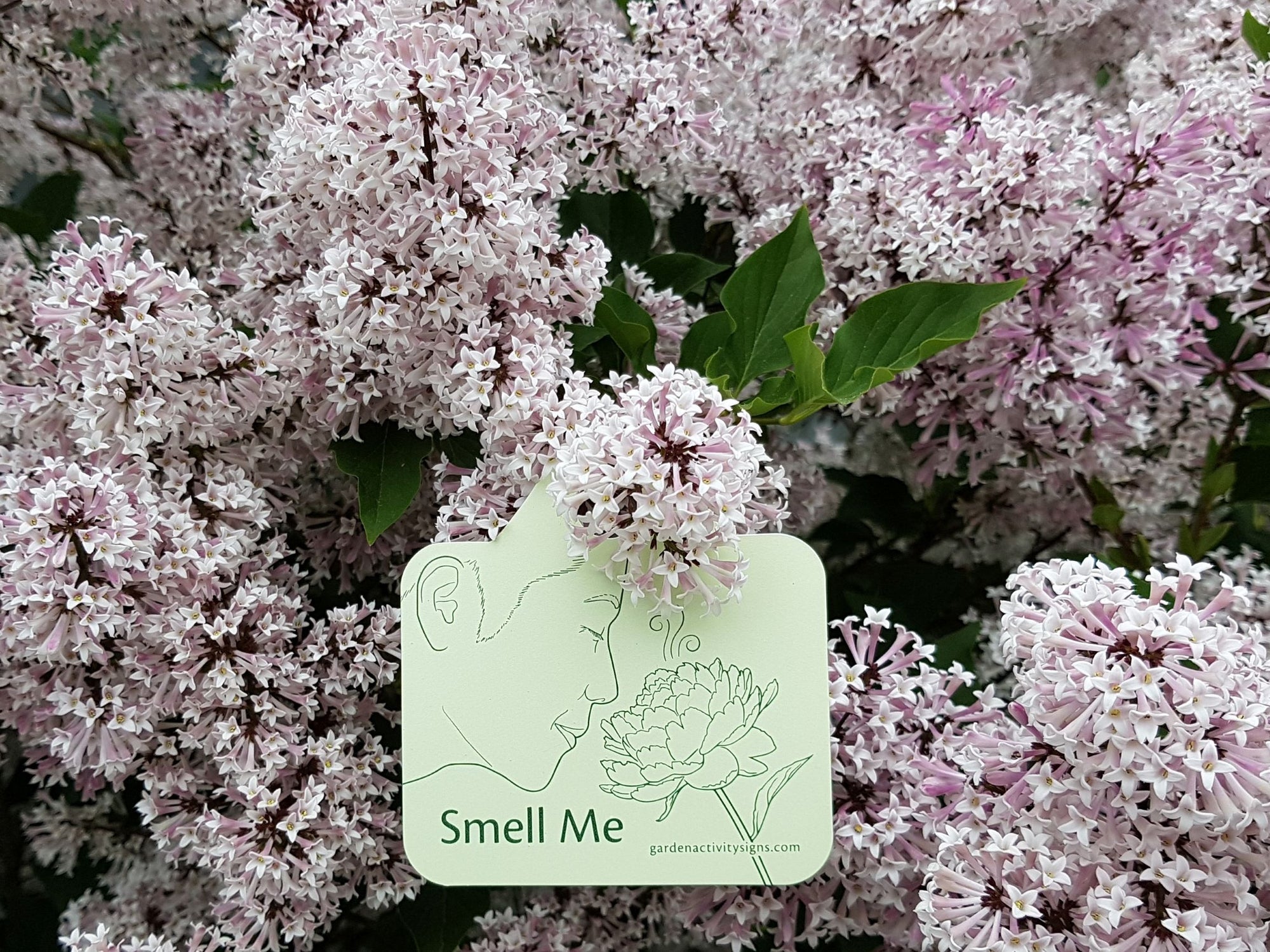 Sensory garden illustrated plant tags, set of 6 includes listen for me, look closely, look up, rub and sniff, smell me and touch me