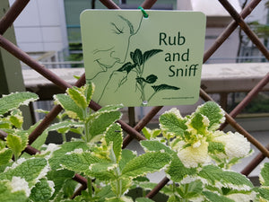 6 Attachable Sensory Garden Signs